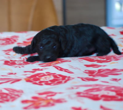 Les chiots de Caniche