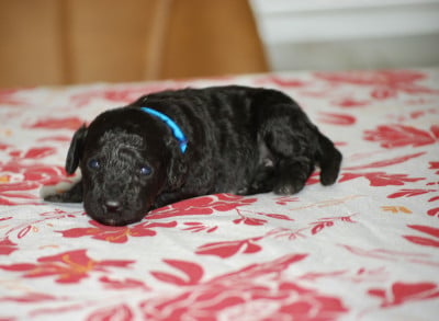 Caniche