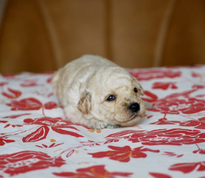 Blue - Caniche