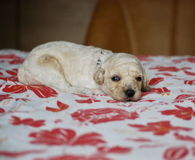 Benny - Caniche