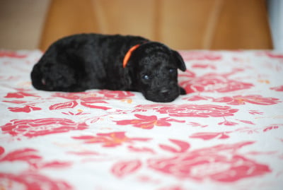 Valy - Caniche