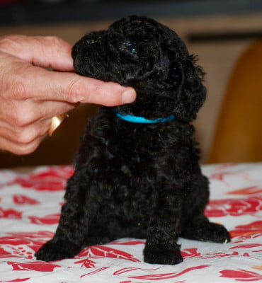 Les chiots de Caniche