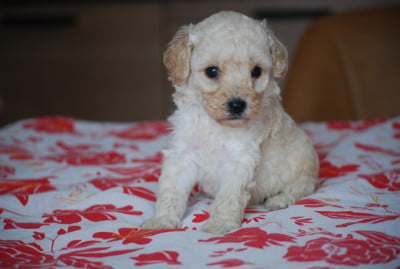 Les chiots de Caniche