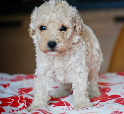 Les chiots de Caniche