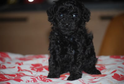 Les chiots de Caniche
