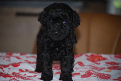 Les chiots de Caniche