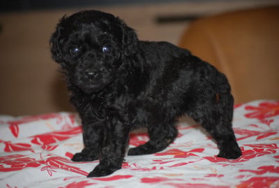 Les chiots de Caniche