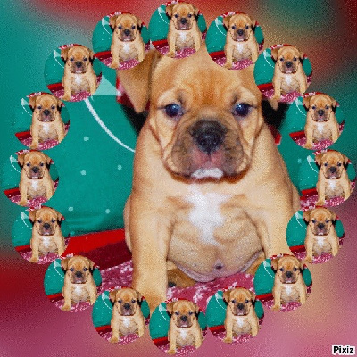 Les chiots de Bulldog continental