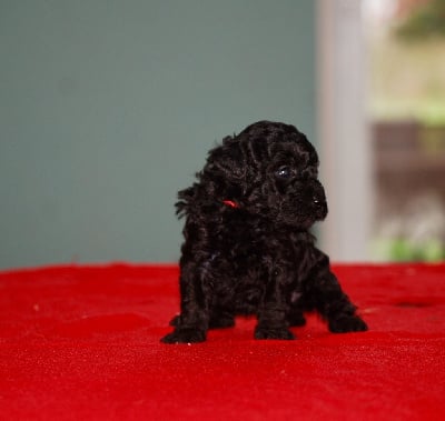 Les chiots de Caniche