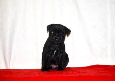 Les chiots de Staffordshire Bull Terrier