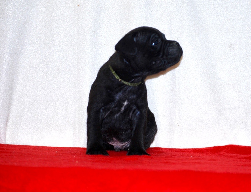 Staffordshire Bull Terrier - Magnifiques chiots de race staffie - Zadatis
