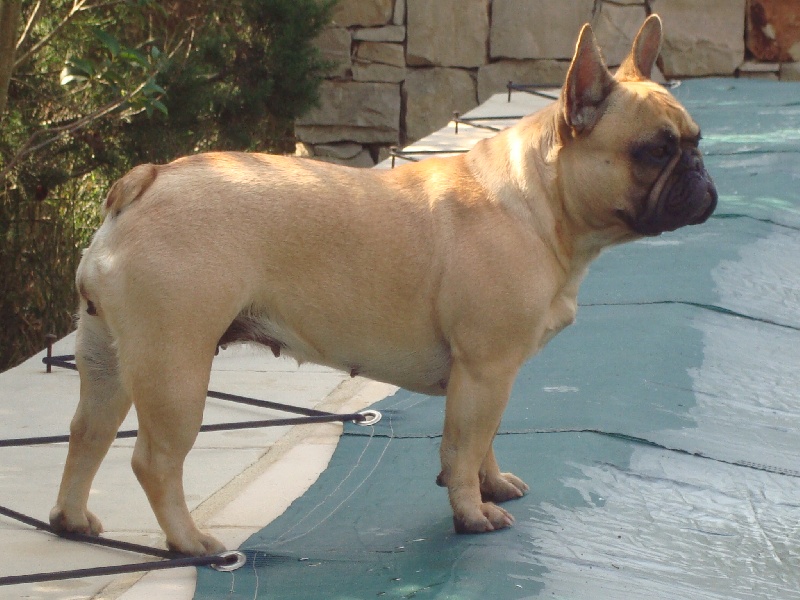 Bailey du Mont D'Azur