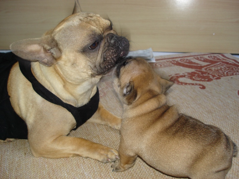 Bailey du Mont D'Azur