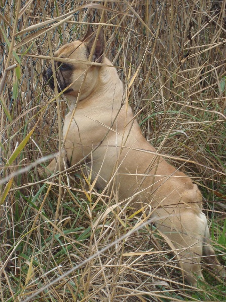 Bailey du Mont D'Azur