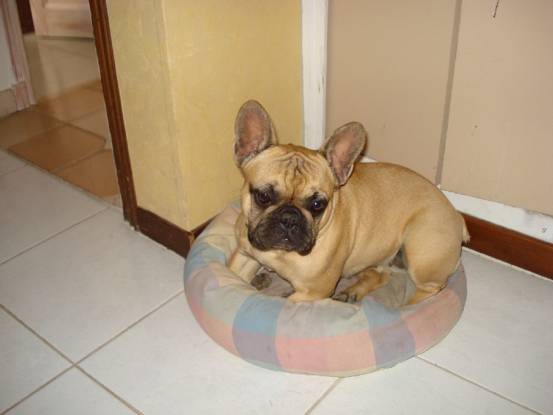 Bailey du Mont D'Azur