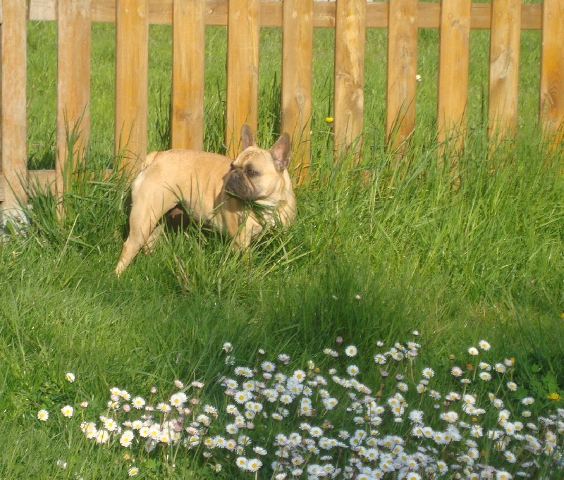 Bailey du Mont D'Azur