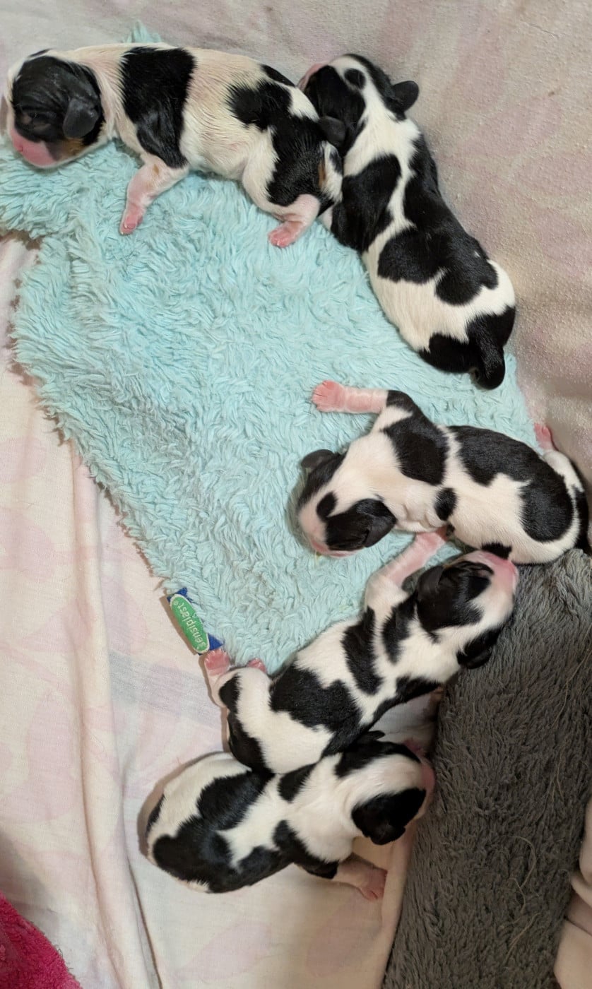 Chiot N°2 - Cavalier King Charles Spaniel