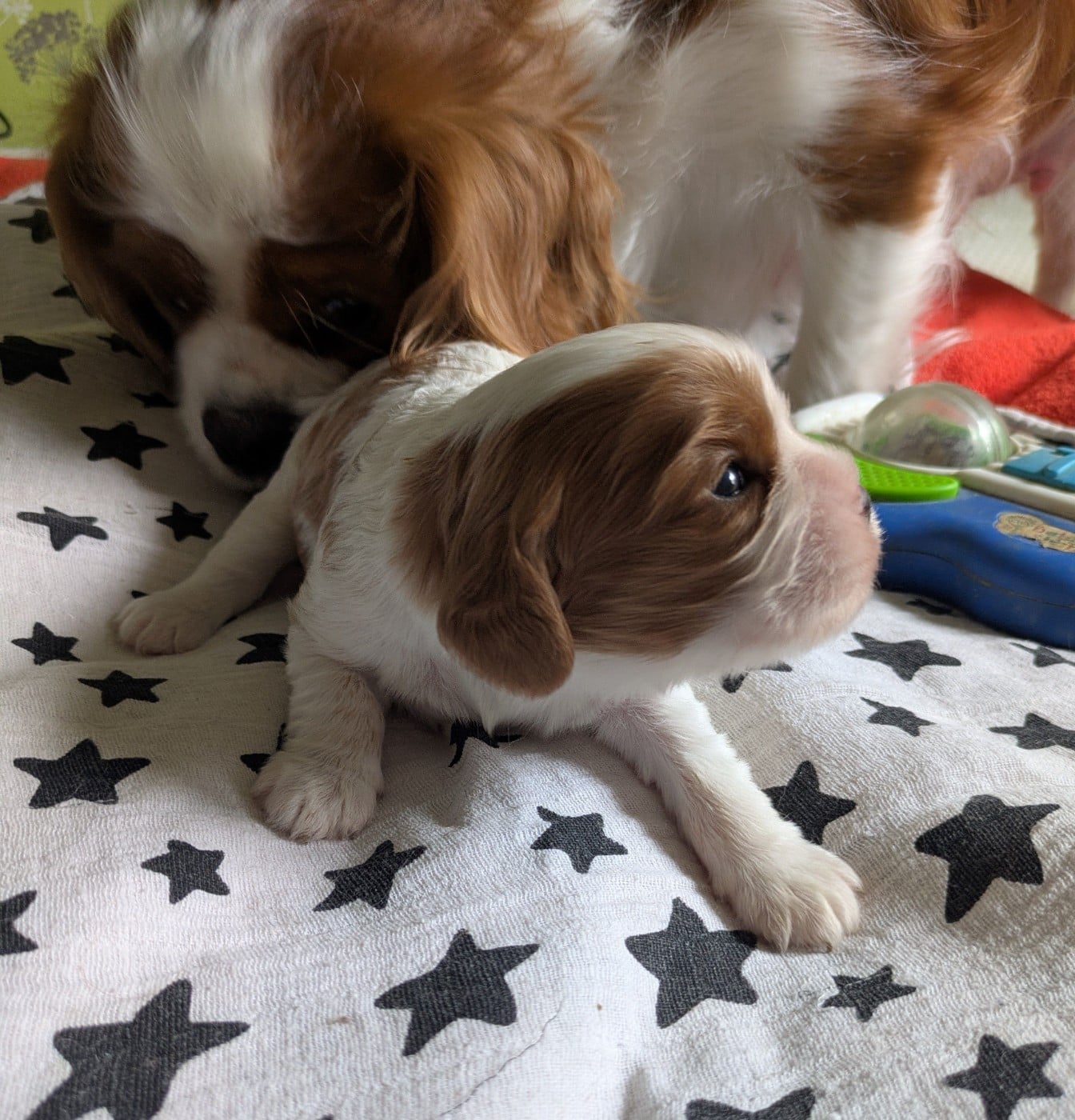 BOLYBUZZ - Cavalier King Charles Spaniel