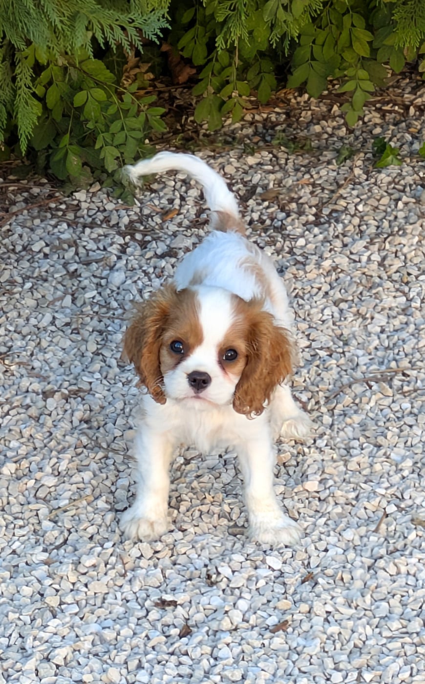 BALOU