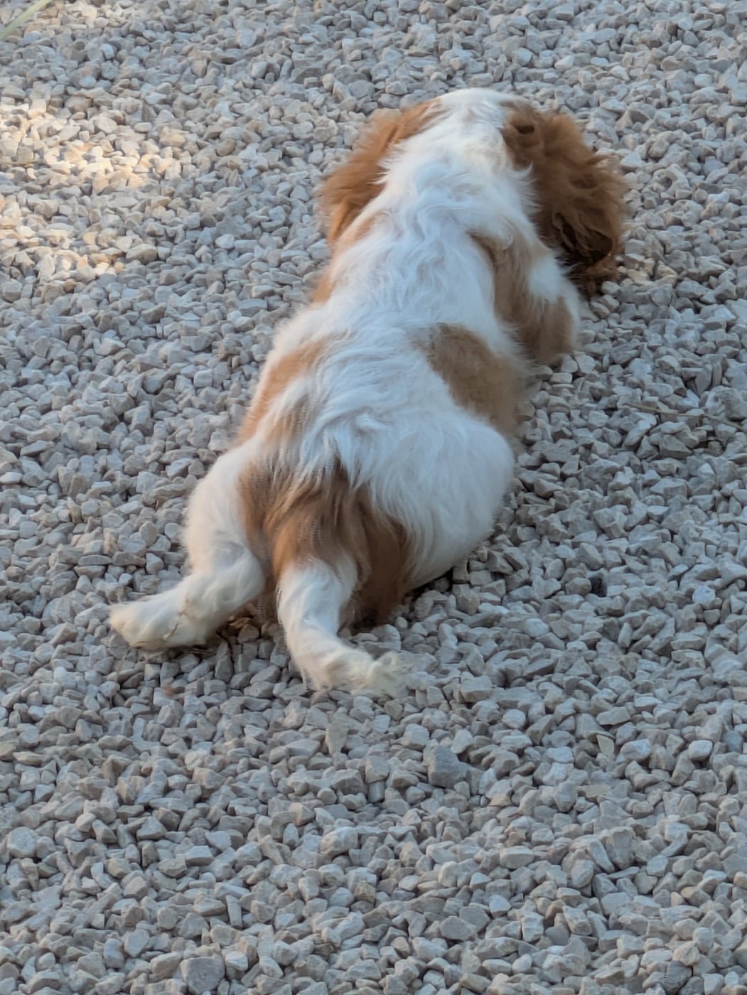 BALOU