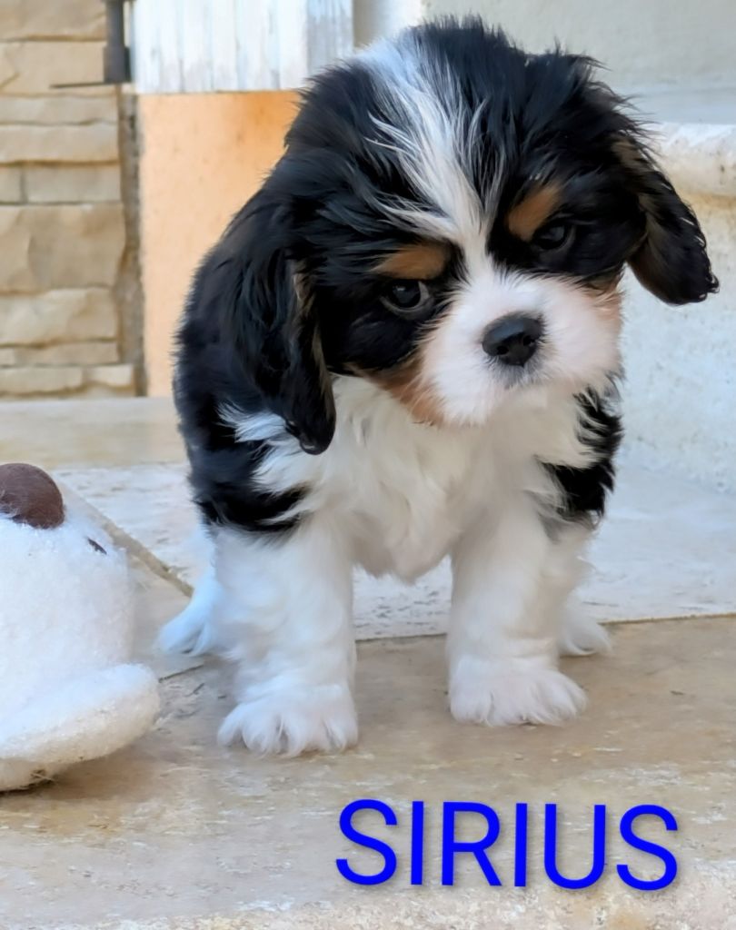 SIRIUS