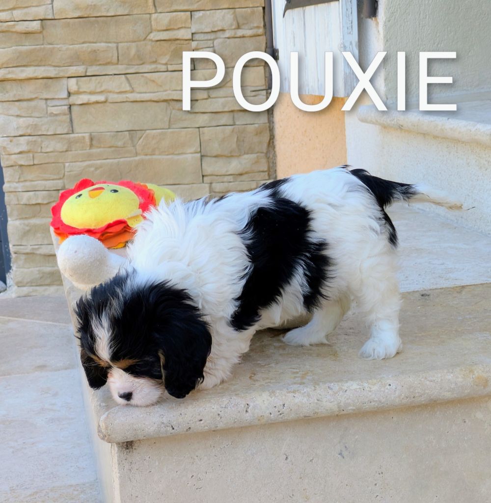 A'POUXIE