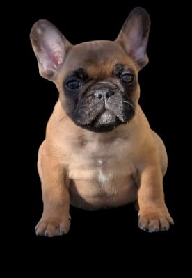 Les chiots de Bouledogue français