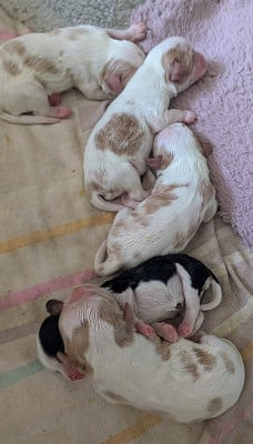 Les chiots de Cavalier King Charles Spaniel