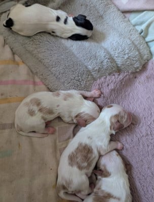 Les chiots de Cavalier King Charles Spaniel
