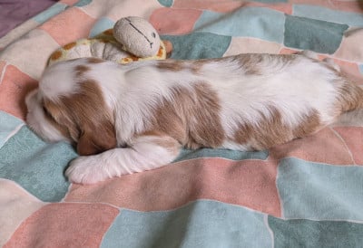 Les chiots de Cavalier King Charles Spaniel