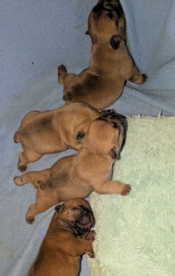 Les chiots de Bouledogue français