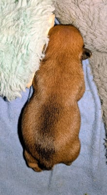 Les chiots de Bouledogue français