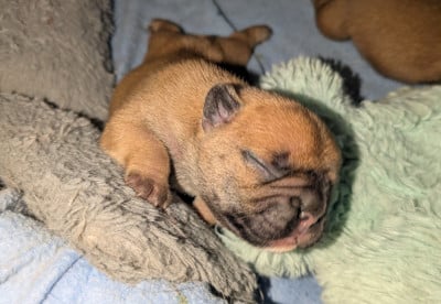 Les chiots de Bouledogue français