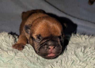 Les chiots de Bouledogue français