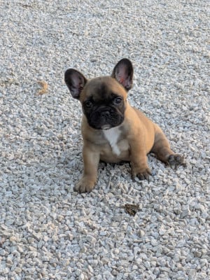 Les chiots de Bouledogue français