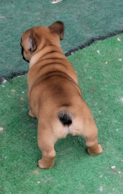 Les chiots de Bouledogue français