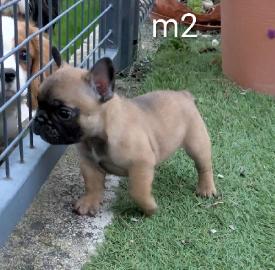 Les chiots de Bouledogue français