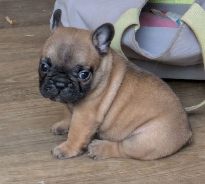 Les chiots de Bouledogue français