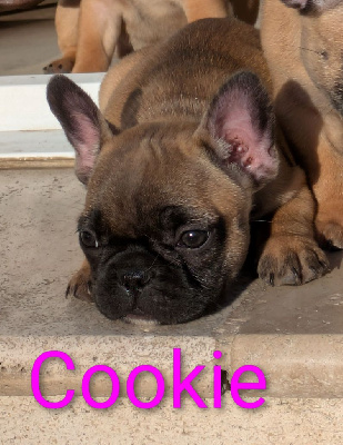 Les chiots de Bouledogue français