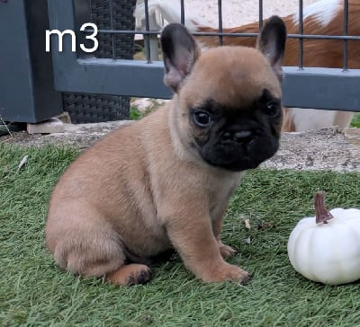 Les chiots de Bouledogue français
