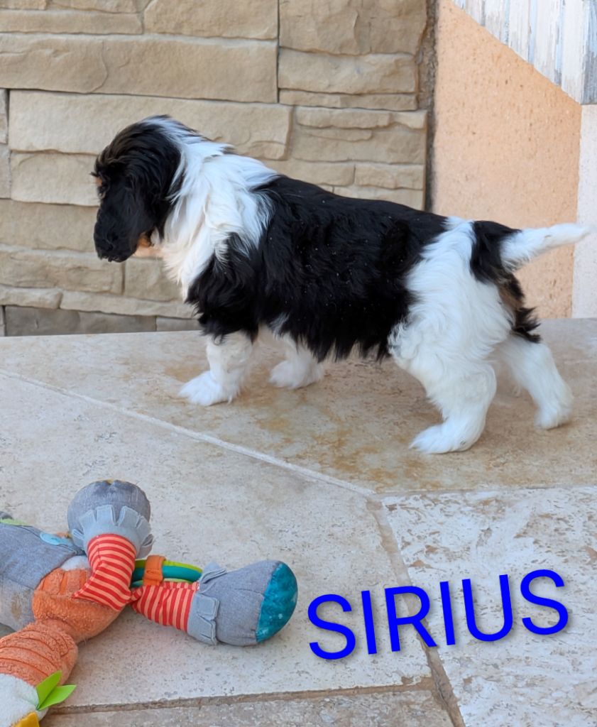 SIRIUS