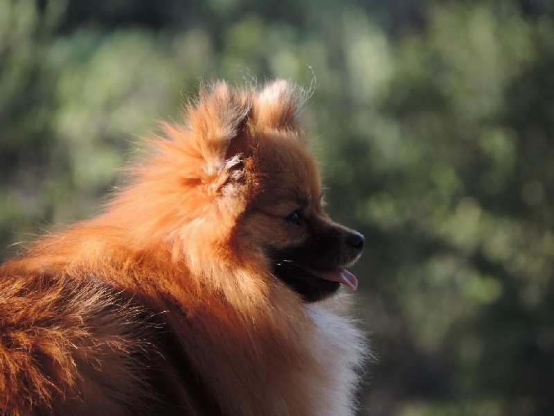 Insoumise-lady des princes des Cevennes - 1 ére TB