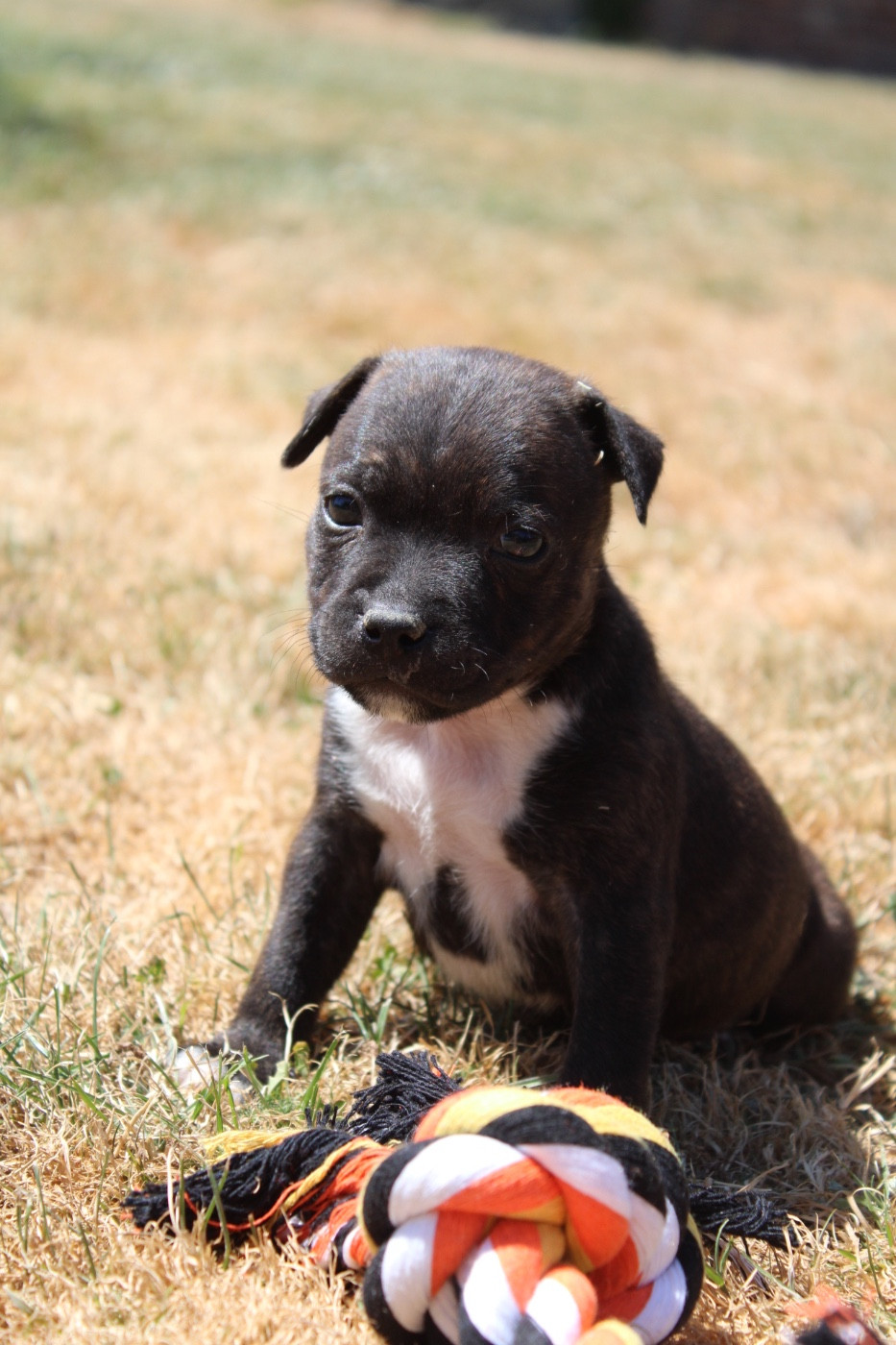 Benji