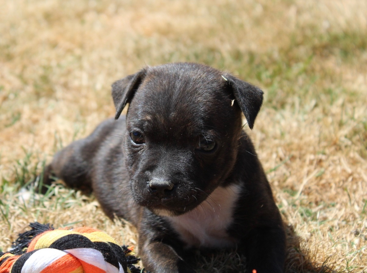 Benji