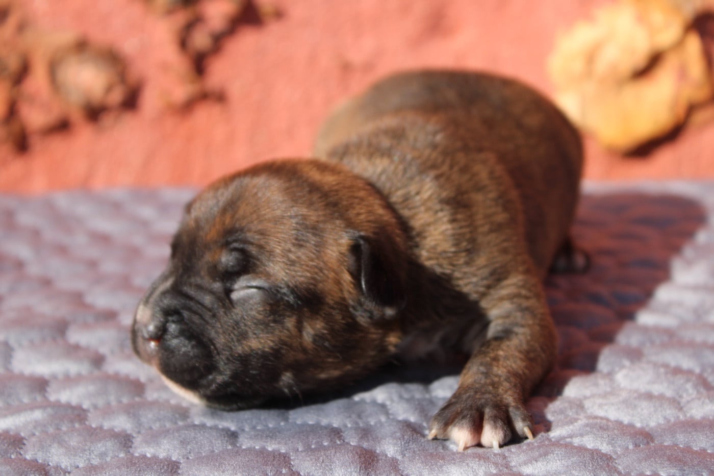 Chiot N°1