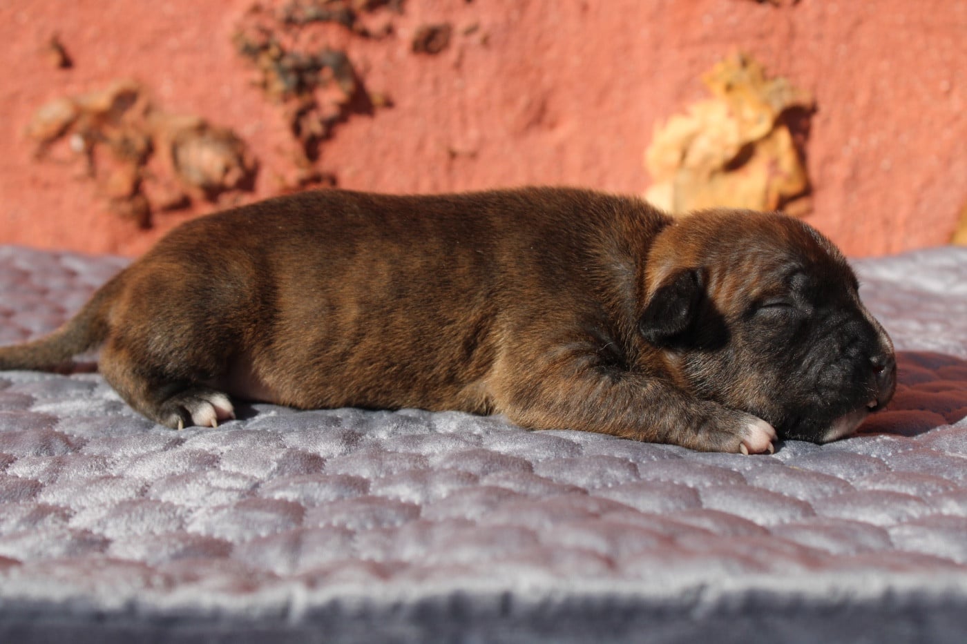Chiot N°1