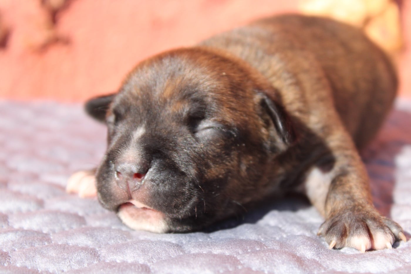 Chiot N°1