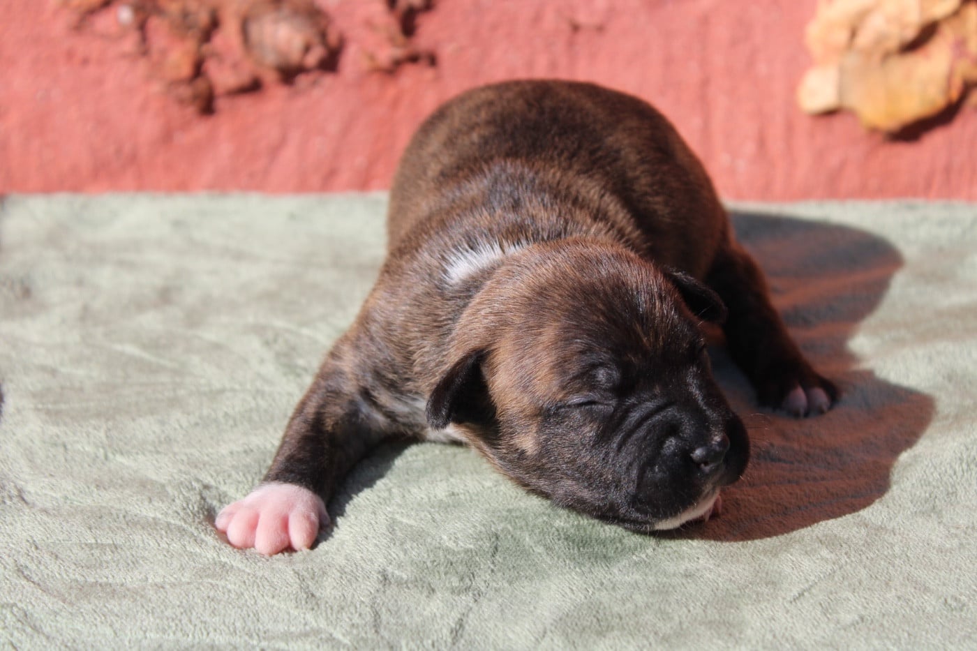 Chiot N°2
