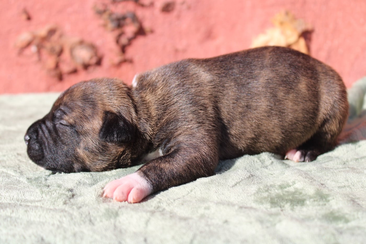 Chiot N°2