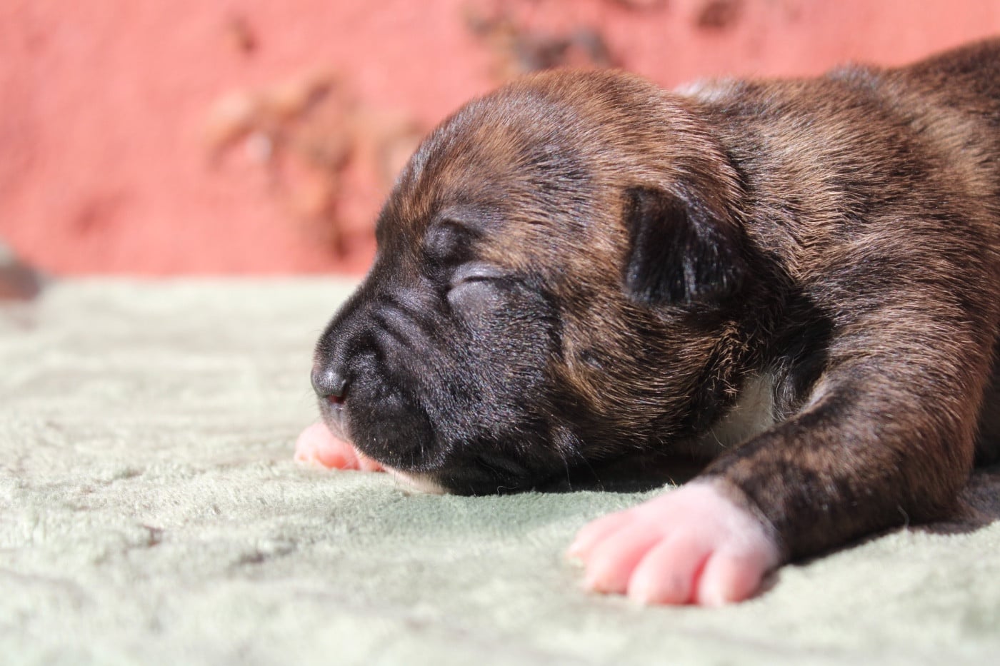 Chiot N°2